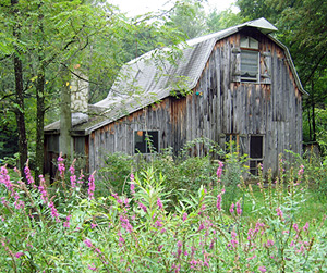 BlackBerryBarn